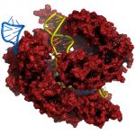 Merck Develops Alternative CRISPR Genome Editing Method